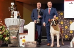 C.I.B. Viktor od Strážců hor -  Pes roku - 1. místo ve 2. skupině FCI 