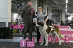Brody Fortis Silesia