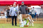 Spirou du Grand St.Bernard - V 1, CAJC, WUSB JUNIOR WINNER