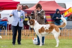 Ross du Grand St. Bernard - VD 2