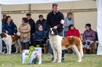 Holly vom Baronenschloss - V 1, CAC