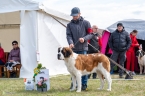 Muffin du Grand St. Bernard - V 2, res.CAC