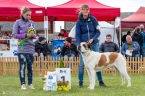 Rangoon du Grand St. Bernard - V 1, BOV, WUSB VETERAN WINNER, BIS VETERAN