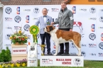 C.I.B. Viktor od Strážců hor - V 1, CAC, WUSB WINNER, BOB, BIS