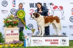 Georgina vom Celler Schloss - V 1, CAC, WUSB WINNER, BOB