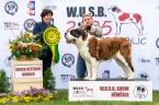 St. Fellix King´s Jennela - V 1, WUSB VETERAN WINNER