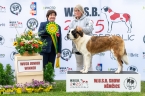 Noira od Hodousické louky - V 1, CAJC, WUSB JUNIOR WINNER, BOJ