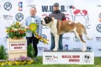 Spirou du Grand St. Bernard - V 1, CAJC, WUSB JUNIOR WINNER