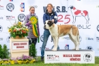 Scully du Grand St. Bernard - V 1, CAJC, WUSB JUNIOR WINNER, BOJ, BIS JUNIOR