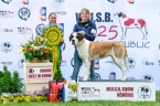 Scully du Grand St. Bernard - V 1, CAJC, WUSB JUNIOR WINNER, BOJ, BIS JUNIOR