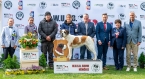 Nejstarší veterán výstavy - Rangoon du Grand St. Bernard - V 1, WUSB VETERAN WINNER, BOV, BIS VETERAN
