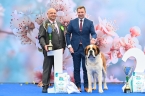 C.I.B. Viktor od Strážců hor