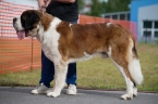 CONNOR FORTIS SILESIA