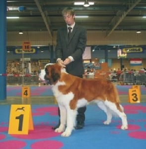 Bernegarden´s Wish Upon A Star