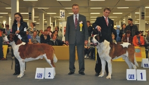 Ch. Navilotosh Valery De Burbon - r.CACIB a ICh. Tyronic Born For Winning - CACIB, Světový vítěz 2009