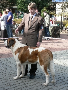 JCh. Dallas od Strážců hor - CAC, CACIB, BOB