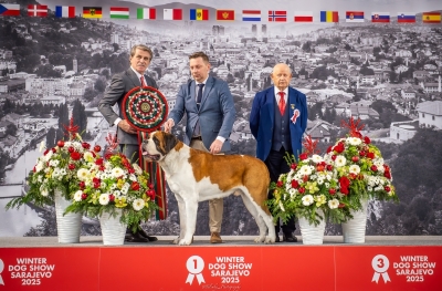 C.I.B. Viktor od Strážců hor - SUPREME BEST IN SHOW
