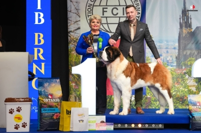 JCh. Napoleon od Strážců hor - JUNIOR BEST IN GROUP