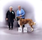 Camey Fortis Silesia