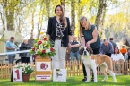 Rebel Victoria Eliščino království - VN 1, Nejlepší štěně
