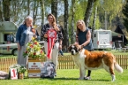 Gloria Wild od Strážců hor - V 1, Klubový vítěz veterán