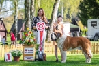 Danger od Strážců hor - V 1, Klubový vítěz veterán, BOV, BIS veterán