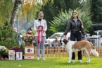 Carmen Silver Patron Dog - VN 1, Nejlepší dorost plemene