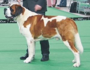 Ch. Dallas od Strážců hor