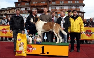 Frajer Otík JR od Strážců hor - CAC, Nejlepší krátkosrstý pes, BOB, BIS