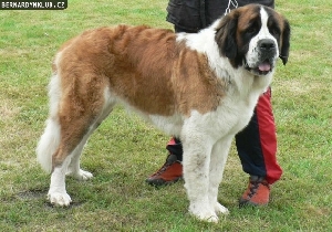 Ch. Haidy z Rubaničiek