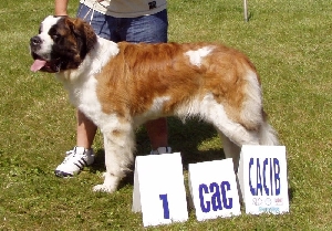 Ch. Gábina Jurastic Bernaros