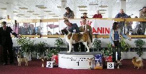 Diggy od Strážců hor - soutež Nejlepší mladá fena 