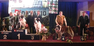 ICh. Lord od Strážců hor + Ch. Bojar Eliščino království + Ch. Kevin z Dobruské stáje