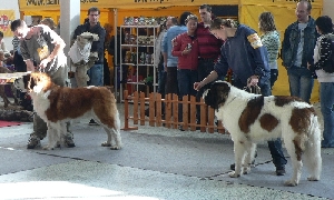 Dlouhosrstí psi o res.CACIB, zleva Dante spod Pajštúna a Herold Lenkin dvor