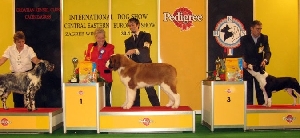 Bernegardens Wish Upon A Star - BIS Puppy