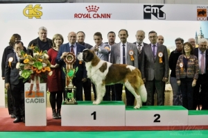 Ch. Paulo z DObruské stáje - BEST IN SHOW (foto: Monika Zdobinská)