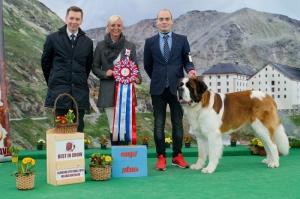 BEST IN SHOW - Ch. Paulo z Dobruské stáje