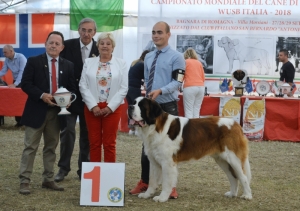 ICh. PAULO z Dobruské stáje - WUSB Winner 2018
