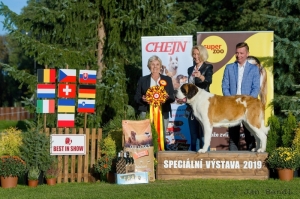 ICh. WW. EW. Kiss of Konga Wielkopolski Bernardyn - BEST IN SHOW