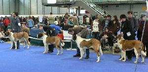 třída krátkosrstých mladých fen