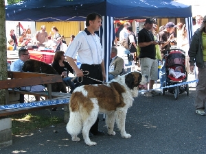 Eldorado The Snorin Beauty – V1, CAC, CACIB, BOB